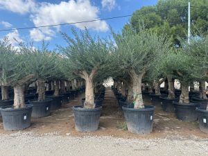 Olivenbaum - Verzweigte Olea Europaea - 60 Jahre alter Baum.