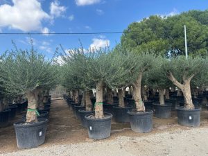 Olivenbaum - Verzweigte Olea Europaea - 60 Jahre alter Baum.