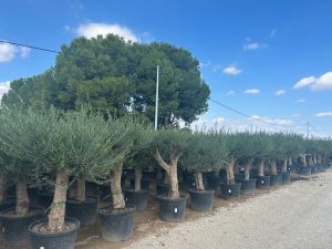 Olivenbaum - Verzweigte Olea Europaea - 60 Jahre alter Baum.