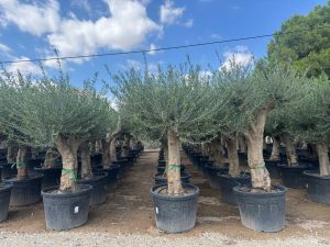 Olivenbaum - Verzweigte Olea Europaea - 60 Jahre alter Baum.