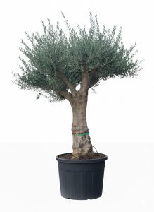 Olivenbaum - Verzweigte Olea Europaea - 60 Jahre alter Baum.