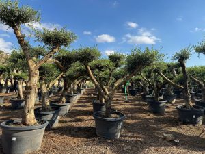 Olivenbaum Pom Pon XL - Olea Europaea