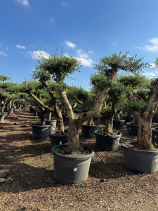 Olivenbaum Pom Pon XL - Olea Europaea