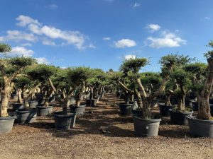 Olivenbaum Pom Pon XL - Olea Europaea