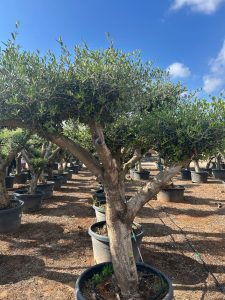 Olivenbaum Pom Pon XL - Olea Europaea