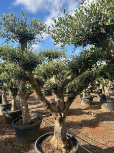 Olivenbaum Pom Pon XL - Olea Europaea