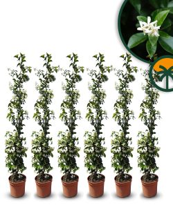 Toskanischer Jasmin - Höhe 120-140 cm - 6 Stück