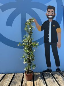Toskanischer Jasmin - Höhe 120-140 cm - 6 Stück
