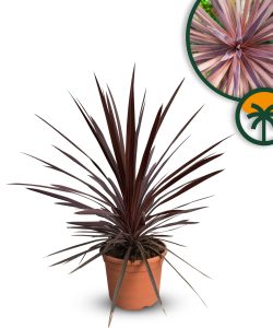 Palme – Cordyline australis „Red Star“