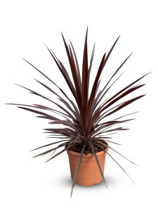 Palme – Cordyline australis „Red Star“