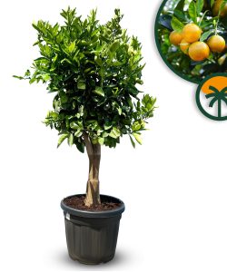 Zitrusbaum – Orangenbaum – Citrus Sinensis XL