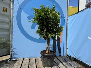 Zitrusbaum – Orangenbaum – Citrus Sinensis XL