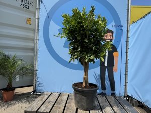 Zitrusbaum – Orangenbaum – Citrus Sinensis XL