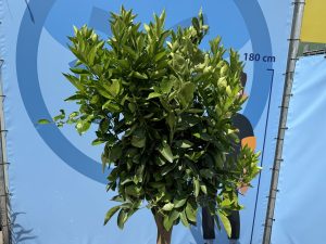 Zitrusbaum – Orangenbaum – Citrus Sinensis XL