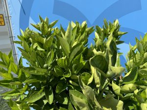 Zitrusbaum – Orangenbaum – Citrus Sinensis XL