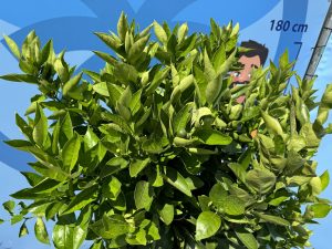 Zitrusbaum – Orangenbaum – Citrus Sinensis XL
