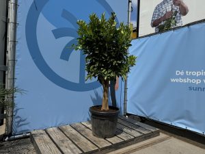 Zitrusbaum – Orangenbaum – Citrus Sinensis XL