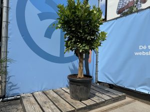 Zitrusbaum – Orangenbaum – Citrus Sinensis XL