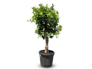 Zitrusbaum – Orangenbaum – Citrus Sinensis XL