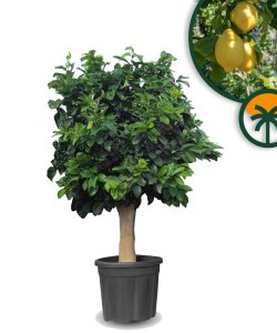 Zitrusbaum – Zitronenbaum XL