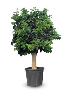 Zitrusbaum – Zitronenbaum XL