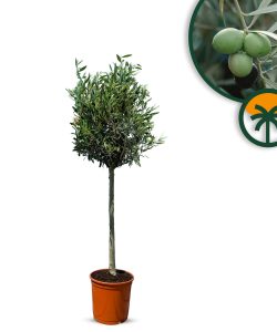 Olivenbaum - Olea Europaea - 130 cm