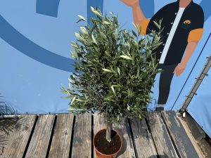 Olivenbaum - Olea Europaea - 130 cm