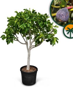 Feigenbaum - Ficus Carica Cuello de dama blanca  - 40 Jahre alter Baum