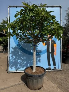 Feigenbaum - Ficus Carica Cuello de dama blanca  - 40 Jahre alter Baum