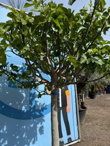 Feigenbaum - Ficus Carica Cuello de dama blanca  - 40 Jahre alter Baum
