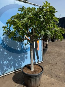 Feigenbaum - Ficus Carica Cuello de dama blanca  - 40 Jahre alter Baum