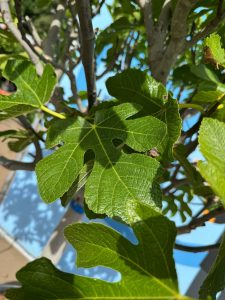 Feigenbaum - Ficus Carica Cuello de dama blanca  - 40 Jahre alter Baum