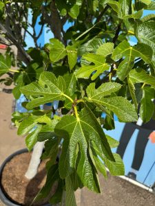 Feigenbaum - Ficus Carica Cuello de dama blanca  - 40 Jahre alter Baum
