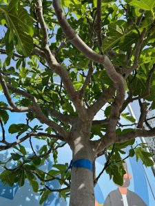 Feigenbaum - Ficus Carica Cuello de dama blanca  - 40 Jahre alter Baum