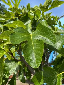 Feigenbaum - Ficus Carica Cuello de dama blanca  - 40 Jahre alter Baum