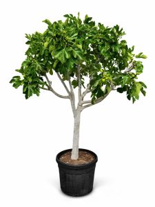 Feigenbaum - Ficus Carica Cuello de dama blanca  - 40 Jahre alter Baum