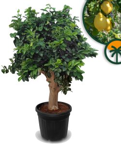 Zitrusbaum – Zitronenbaum XXL