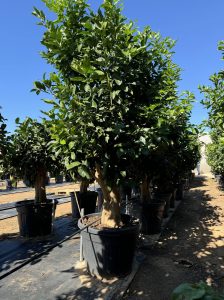 Zitrusbaum – Zitronenbaum XXL