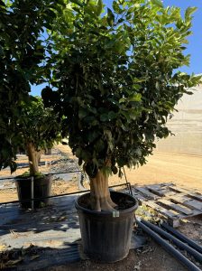 Zitrusbaum – Zitronenbaum XXL