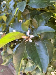 Zitrusbaum – Zitronenbaum XXL