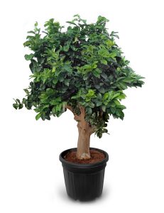 Zitrusbaum – Zitronenbaum XXL