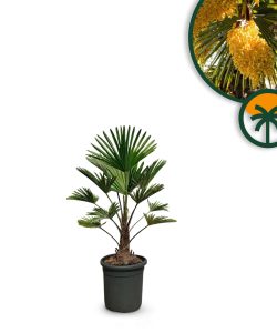 Palme - Trachycarpus Wagnerianus