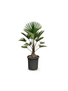 Palme - Trachycarpus Wagnerianus