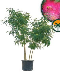 Persischer Schlafbaum – Albizia julibrissin  – Mehrstämmig XL