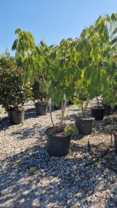 Persischer Schlafbaum – Albizia julibrissin  – Mehrstämmig XL