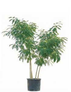 Persischer Schlafbaum – Albizia julibrissin  – Mehrstämmig XL