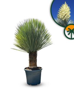 Palme - Yucca Rostrata 40-50 cm Stammhöhe