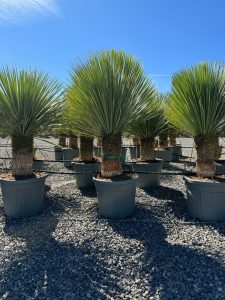 Palme - Yucca Rostrata 40-50 cm Stammhöhe