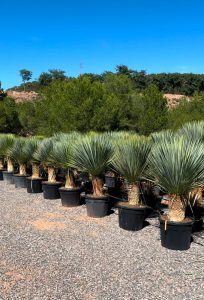 Palme - Yucca Rostrata 40-50 cm Stammhöhe