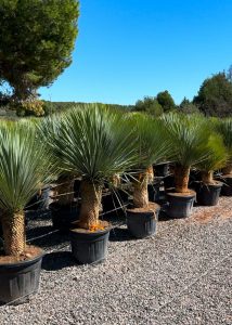 Palme - Yucca Rostrata 40-50 cm Stammhöhe